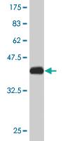 Anti-TCEB2 Mouse Monoclonal Antibody [clone: 2B4]