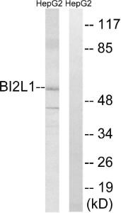 Western blot analysis of lysates from HepG2 cells using Anti-BAIAP2L1 Antibody. The right hand lane represents a negative control, where the antibody is blocked by the immunising peptide.