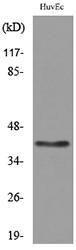 Anti-LAYN Rabbit Polyclonal Antibody