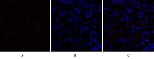 Anti-PPAR alpha Rabbit Polyclonal Antibody