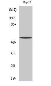 Western blot analysis of various cells using Anti-BAIAP2L1 Antibody