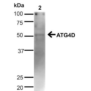 Anti-ATG4D antibody