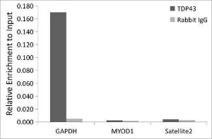 Chromatin immunoprecipitation (ChIP) analysis of extracts of K562 cells, using Anti-TDP43 Antibody [ARC0492] (A306079) and Rabbit IgG. The amount of immunoprecipitated DNA was checked by quantitative PCR. Histogram was constructed by the ratios of the immunoprecipitated DNA to the input.