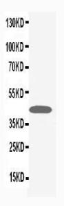 Anti-MAPK1/3 Rabbit Polyclonal Antibody