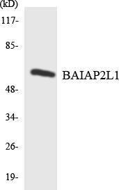 Western blot analysis of the lysates from K562 cells using Anti-BAIAP2L1 Antibody