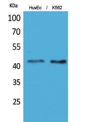 Anti-LAYN Rabbit Polyclonal Antibody