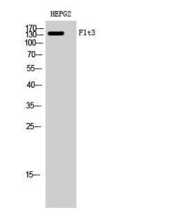 Western blot analysis of HEPG2 cells using Anti-FLT3 Antibody