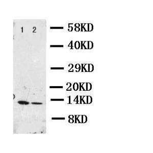 Anti-Resistin Rabbit Polyclonal Antibody