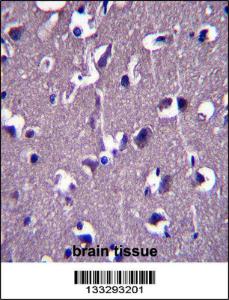 Anti-GRID1 Rabbit Polyclonal Antibody (Biotin)