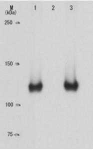 Anti-Rb (phospho Ser795) Antibody