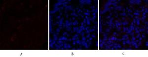 Anti-PPAR alpha Rabbit Polyclonal Antibody