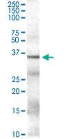 Anti-GAPDH Goat Polyclonal Antibody