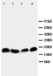 Anti-survivin Rabbit Polyclonal Antibody