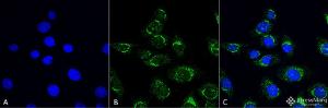 Anti-ATG4D antibody