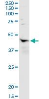 Anti-NR1I3 Rabbit Polyclonal Antibody