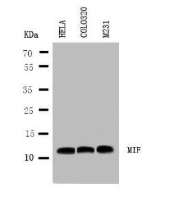 Anti-MIF (macrophage migration inhibitory factor (glycosylation-inhibiting factor)) Rabbit Polyclonal Antibody