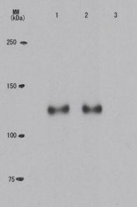 Anti-Rb (phospho Thr821) Antibody