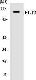 Anti-Flt3/CD135 Rabbit Polyclonal Antibody