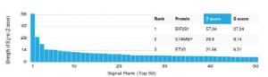 Analysis of protein array containing more than 19000 full-length human proteins using Anti-EIF2S1 Antibody [PCRP-EIF2S1-1C11]