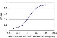 Anti-ARHGEF11 Mouse Monoclonal Antibody [clone: 2H7]