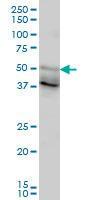 Anti-FOXA2 Mouse monoclonal antibody [clone: 1C7]