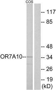 Anti-OR7A10 Rabbit Polyclonal Antibody