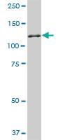 Anti-NEK9 Mouse Monoclonal Antibody [clone: 1F6]