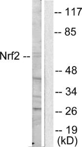 Western blot analysis of lysates from HUVEC cells using Anti-Nrf2 Antibody. The right hand lane represents a negative control, where the antibody is blocked by the immunising peptide.