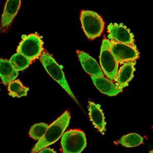 Immunofluorescent analysis of PFA fixed HeLa cells stained with Anti-EIF2S1 Antibody [PCRP-EIF2S1-1E2] followed by Goat Anti-Mouse IgG (CF&#174; 488) (Green). Counterstain is Phalloidin