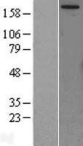 Anti-NTR2 Rabbit Polyclonal Antibody