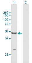 Anti-TRIM14 Mouse Polyclonal Antibody