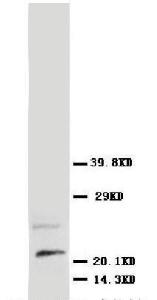 Anti-NGF Rabbit Polyclonal Antibody