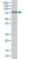 Anti-ARID3A Mouse Monoclonal Antibody [clone: 1A11]