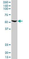 Anti-FZR1 Mouse Monoclonal Antibody [clone: 3E12]