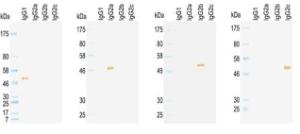 Antiboby anti-IGG2A HRP conjucated KT96, KT97