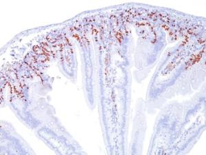 Immunohistochemical analysis of formalin-fixed, paraffin-embedded mouse small intestine using Anti-BrdU Antibody [SPM537]