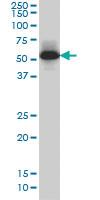 Anti-MEF2A Mouse Monoclonal Antibody [clone: 1A10]