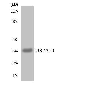 Western blot analysis of the lysates from HepG2 cells using Anti-OR7A10 Antibody