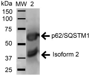 Antibody A304938-100 100 µg