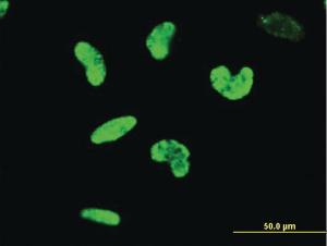 Anti-ARID3A Mouse Monoclonal Antibody [clone: 1A11]