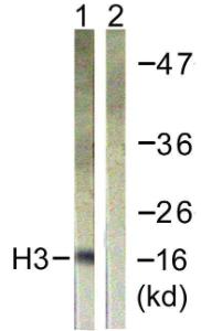 Anti-Histone H3 Rabbit Polyclonal Antibody