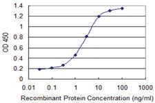 Anti-FZR1 Mouse Monoclonal Antibody [clone: 3E12]