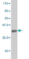 Anti-ARHGEF11 Mouse Monoclonal Antibody [clone: 2F4]