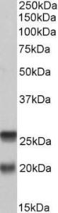 Anti-SNAP23 antibody