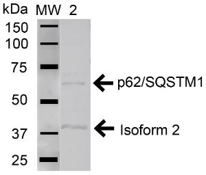 Antibody A304938-100 100 µg