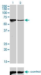 Anti-ARID3A Mouse Monoclonal Antibody [clone: 1A11]