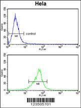 Anti-COTL1 Rabbit Polyclonal Antibody (FITC (Fluorescein))