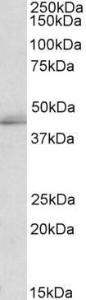 Anti-TIAL1 Antibody (A83006) (2 µg/ml) staining of K562 lysate (35 µg protein in RIPA buffer). Primary incubation was 1 hour. Detected by chemilu minescence