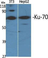 Western blot analysis of various cells using Anti-Ku70 Antibody