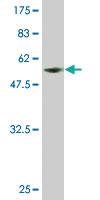 Anti-SLBP Mouse Monoclonal Antibody [clone: 2C4-1C8]